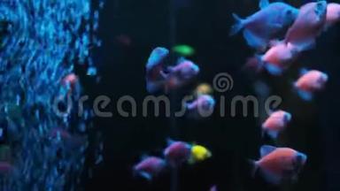 蓝色的水和泡泡。 热带海洋或水族馆的水下蓝色水面和<strong>彩色鱼类</strong>图片